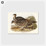 アートポストカード-Ocellated Leipoa
 - ジョン グールド Postcard.