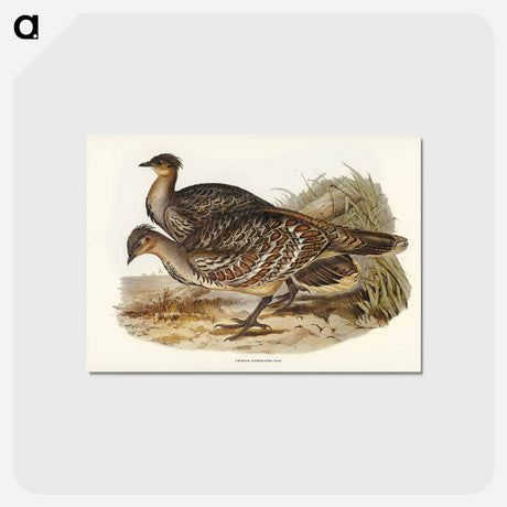 アートポストカード-Ocellated Leipoa
 - ジョン グールド Postcard.