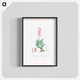 Aloe Variegata (Tiger Aloe) - ピエール ジョゼフ ルドゥーテ Poster.