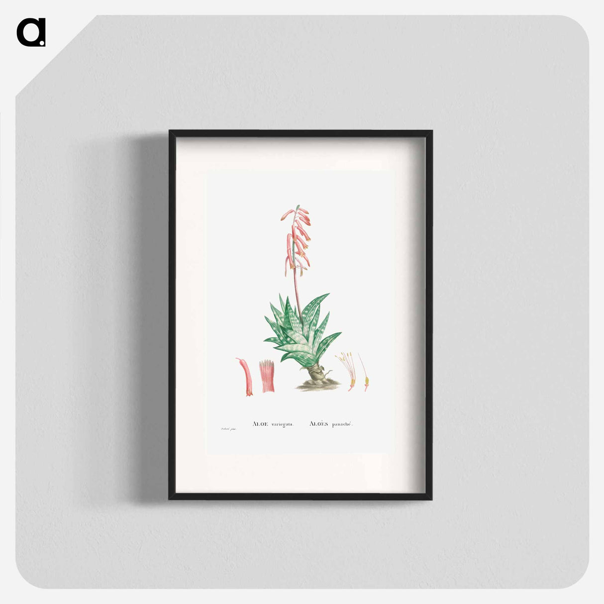 Aloe Variegata (Tiger Aloe) - Pierre Joseph Redouté Poster.