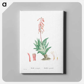 アートパネル-Aloe Variegata (Tiger Aloe) - ピエール ジョゼフ ルドゥーテ Canvas.