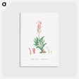 アートポストカード-Aloe Variegata (Tiger Aloe) - ピエール ジョゼフ ルドゥーテ Postcard.