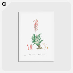 アートポストカード-Aloe Variegata (Tiger Aloe) - ピエール ジョゼフ ルドゥーテ Postcard.
