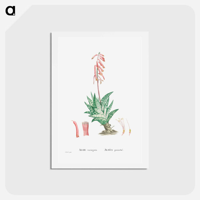 アートポストカード-Aloe Variegata (Tiger Aloe) - ピエール ジョゼフ ルドゥーテ Postcard.