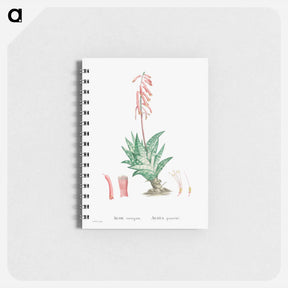 アートメモ帳-Aloe Variegata (Tiger Aloe) - ピエール ジョゼフ ルドゥーテ Memo.