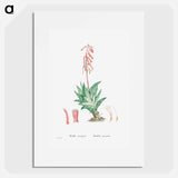 Aloe Variegata (Tiger Aloe) - Pierre Joseph Redouté Poster.