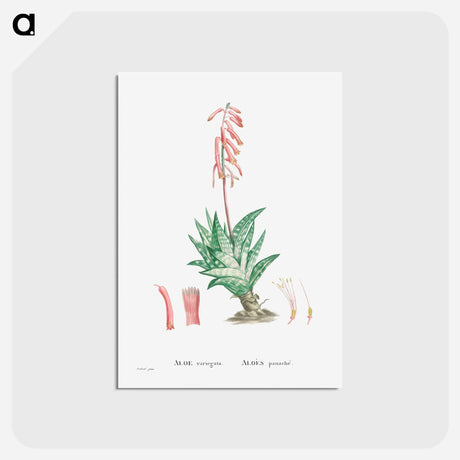 アートポストカード-Aloe Variegata (Tiger Aloe) - ピエール ジョゼフ ルドゥーテ Postcard.