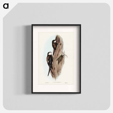 Australian Spine-tailed Swallow
 - オーストラリアの鳥 Poster.