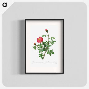 アートポスター-Moss Rose
 - クリーブランド美術館 Poster.