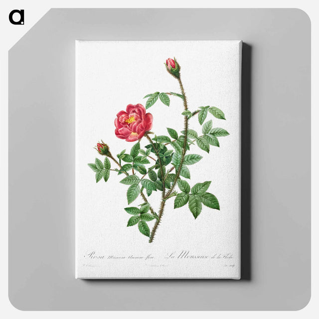 アートパネル-Moss Rose
 - クリーブランド美術館 Canvas.