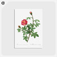アートポストカード-Moss Rose
 - クリーブランド美術館 Postcard.