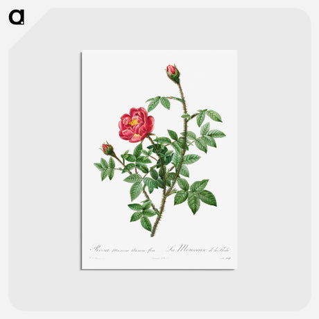 アートポストカード-Moss Rose
 - クリーブランド美術館 Postcard.