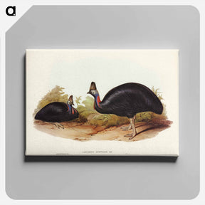 アートパネル-Australian Cassowary
 - ジョン グールド Canvas.