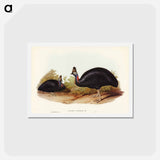 アートポストカード-Australian Cassowary
 - ジョン グールド Postcard.
