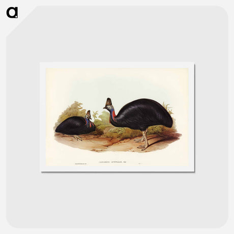 アートポストカード-Australian Cassowary
 - ジョン グールド Postcard.