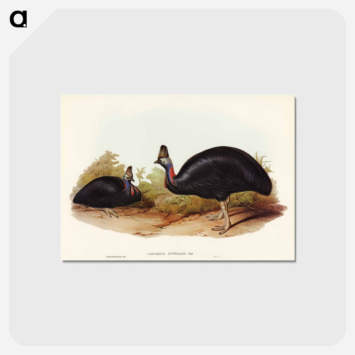 アートポストカード-Australian Cassowary
 - ジョン グールド Postcard.