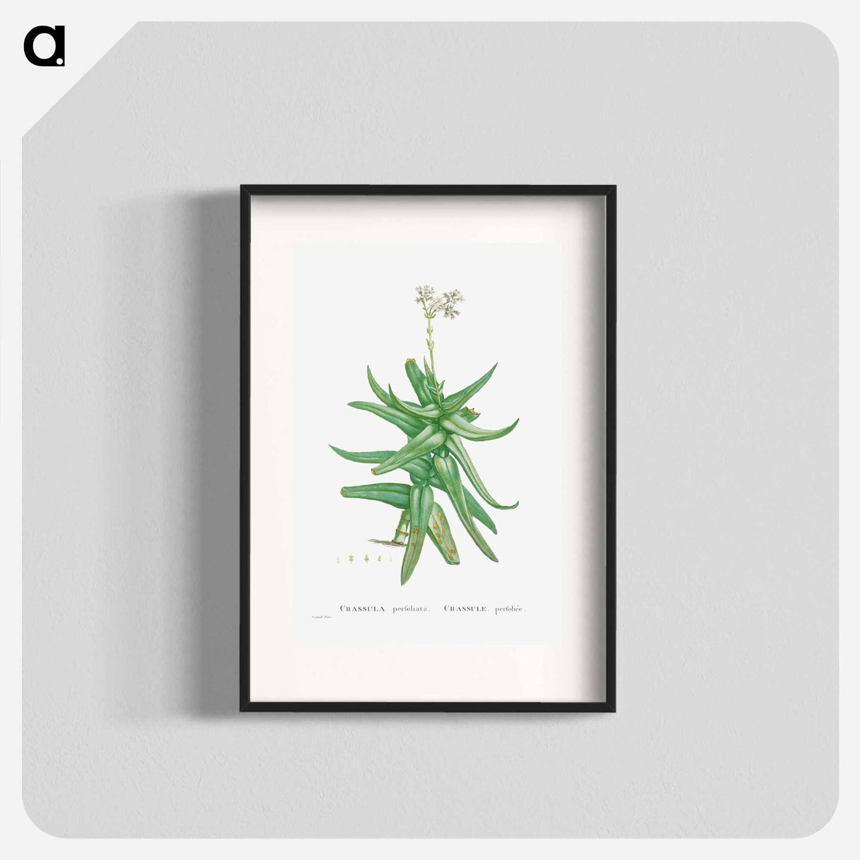 Crassula Perfoliata (Sickle–Leaf Red Crassula) - Pierre-Joseph Redouté Poster.