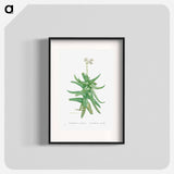 Crassula Perfoliata (Sickle–Leaf Red Crassula) - Pierre-Joseph Redouté Poster.