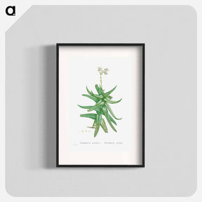 アートポスター-Crassula Perfoliata (Sickle–Leaf Red Crassula) - ピエール ジョゼフ ルドゥーテ Poster.