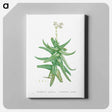 アートパネル-Crassula Perfoliata (Sickle–Leaf Red Crassula) - ピエール ジョゼフ ルドゥーテ Canvas.
