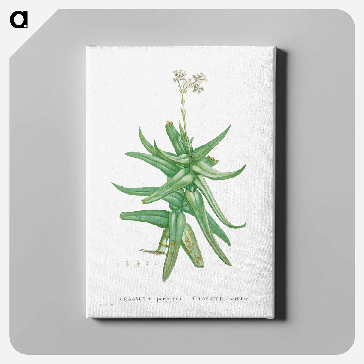 アートパネル-Crassula Perfoliata (Sickle–Leaf Red Crassula) - ピエール ジョゼフ ルドゥーテ Canvas.