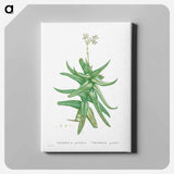 アートパネル-Crassula Perfoliata (Sickle–Leaf Red Crassula) - ピエール ジョゼフ ルドゥーテ Canvas.