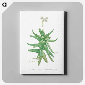 アートパネル-Crassula Perfoliata (Sickle–Leaf Red Crassula) - ピエール ジョゼフ ルドゥーテ Canvas.