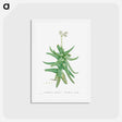 アートポストカード-Crassula Perfoliata (Sickle–Leaf Red Crassula) - ピエール ジョゼフ ルドゥーテ Postcard.