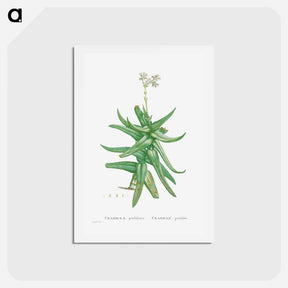 アートポストカード-Crassula Perfoliata (Sickle–Leaf Red Crassula) - ピエール ジョゼフ ルドゥーテ Postcard.