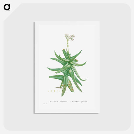 アートポストカード-Crassula Perfoliata (Sickle–Leaf Red Crassula) - ピエール ジョゼフ ルドゥーテ Postcard.