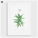 Crassula Perfoliata (Sickle–Leaf Red Crassula) - ピエール ジョゼフ ルドゥーテ Poster.