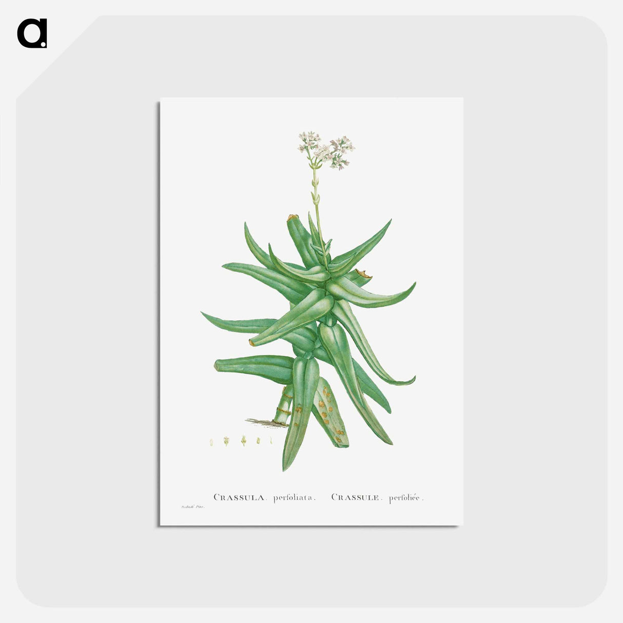 アートポストカード-Crassula Perfoliata (Sickle–Leaf Red Crassula) - ピエール ジョゼフ ルドゥーテ Postcard.