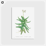 アートポストカード-Crassula Perfoliata (Sickle–Leaf Red Crassula) - ピエール ジョゼフ ルドゥーテ Postcard.