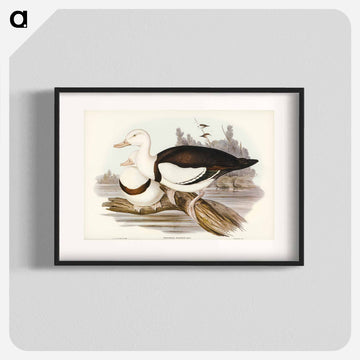 Radjah Shieldrake
 - オーストラリアの鳥 Poster.