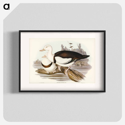 Radjah Shieldrake
 - オーストラリアの鳥 Poster.