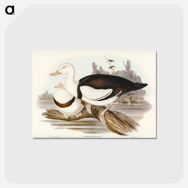 アートポストカード-Radjah Shieldrake
 - オーストラリアの鳥 Postcard.