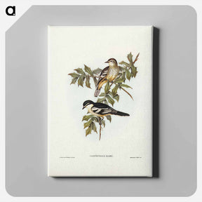 アートパネル-Northern Cuckooshrike
 - ジョン グールド Canvas.