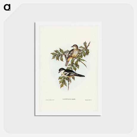 アートポストカード-Northern Cuckooshrike
 - ジョン グールド Postcard.