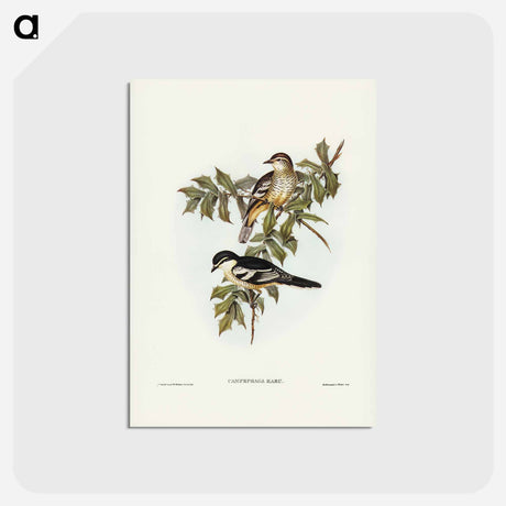 アートポストカード-Northern Cuckooshrike
 - ジョン グールド Postcard.