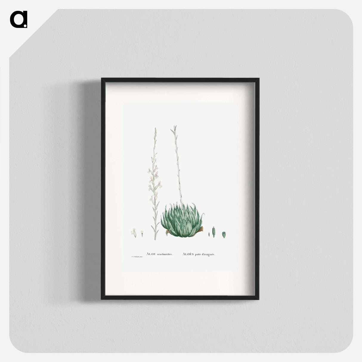 Aloe Arachnoides (Cobweb Aloe) - Pierre Joseph Redouté Poster.