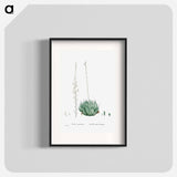 Aloe Arachnoides (Cobweb Aloe) - Pierre Joseph Redouté Poster.
