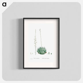アートポスター-Aloe Arachnoides (Cobweb Aloe) - ピエール ジョゼフ ルドゥーテ Poster.