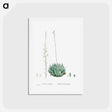 アートポストカード-Aloe Arachnoides (Cobweb Aloe) - ピエール ジョゼフ ルドゥーテ Postcard.