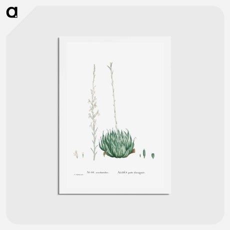 アートポストカード-Aloe Arachnoides (Cobweb Aloe) - ピエール ジョゼフ ルドゥーテ Postcard.