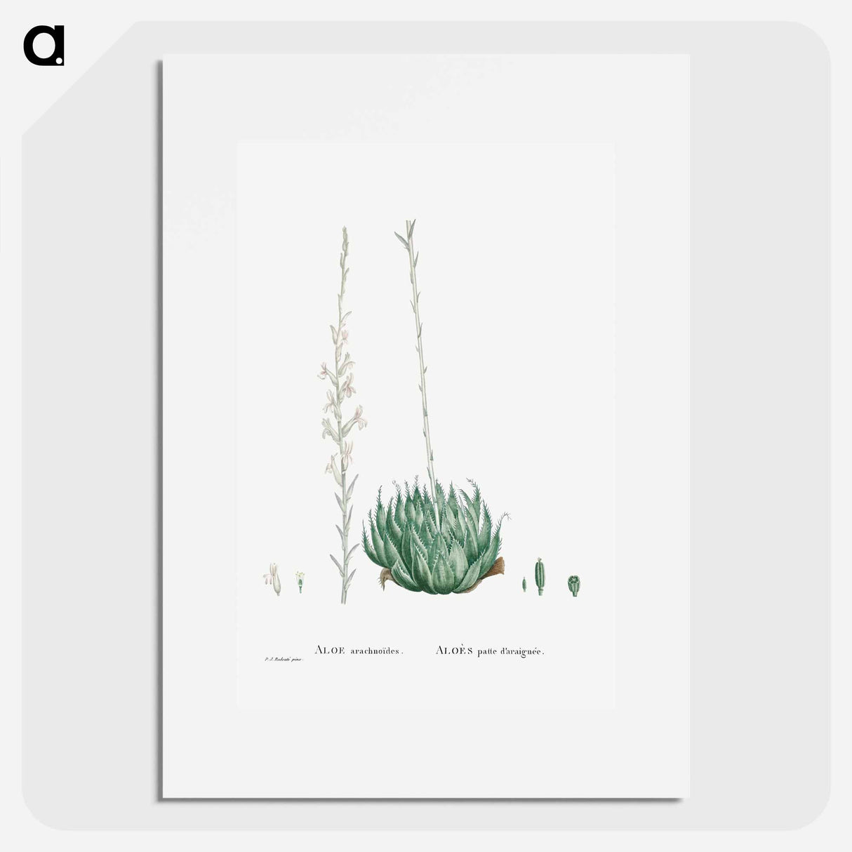 Aloe Arachnoides (Cobweb Aloe) - Pierre Joseph Redouté Poster.
