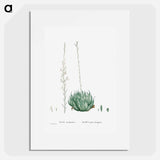 Aloe Arachnoides (Cobweb Aloe) - Pierre Joseph Redouté Poster.
