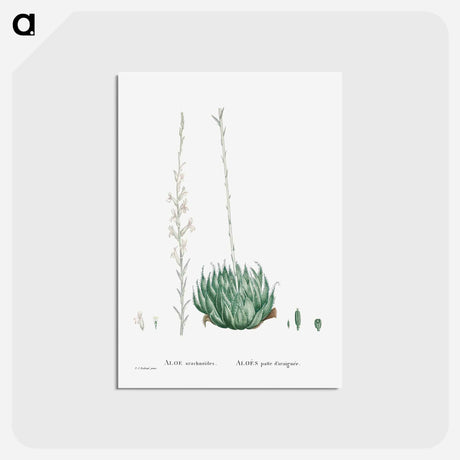 アートポストカード-Aloe Arachnoides (Cobweb Aloe) - ピエール ジョゼフ ルドゥーテ Postcard.