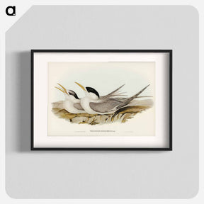 アートポスター-Bass's Straits' Tern
 - オーストラリアの鳥 Poster.