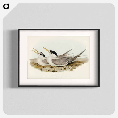 Bass's Straits' Tern
 - オーストラリアの鳥 Poster.