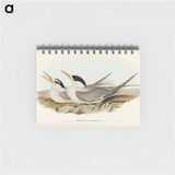 アートメモ帳-Bass's Straits' Tern
 - オーストラリアの鳥 Memo.